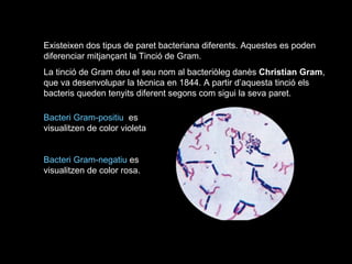 Existeixen dos tipus de paret bacteriana diferents. Aquestes es poden diferenciar mitjançant la Tinció de Gram. La tinció de Gram deu el seu nom al bacteriòleg danès  Christian Gram , que va desenvolupar la tècnica en 1844. A partir d’aquesta tinció els bacteris queden tenyits diferent segons com sigui la seva paret.  Bacteri Gram-positiu   es visualitzen de color violeta  Bacteri Gram-negatiu  es visualitzen de color rosa. 