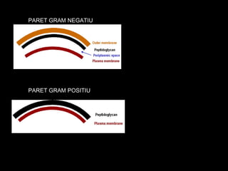 PARET GRAM NEGATIU PARET GRAM POSITIU 