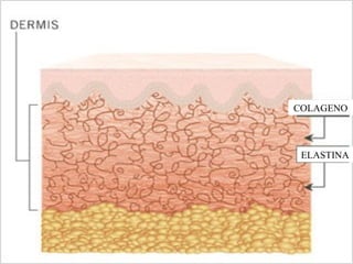 EQUIPO TEGYN
COLAGENO
ELASTINA
 
