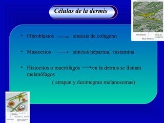 • Fibroblastos . síntesis de colágeno
• Mastocitos síntesis heparina, histamina
• Histocitos o macrófagos en la dermis se llaman
melanófagos
( atrapan y desintegran melanosomas)
Células de la dermisCélulas de la dermis
 