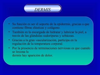 • Su función es ser el soporte de la epidermis, gracias a que
contiene fibras elásticas y colágeno.
• También es la encargada de hidratar y lubricar la piel, a
través de las glándulas sudoríparas y sebáceas.
• Gracias a la gran vascularización, participa en la
regulación de la temperatura corporal.
• Por la presencia de terminaciones nerviosas es que cuando
se lesiona la
dermis hay aparición de dolor.
DERMIS
 