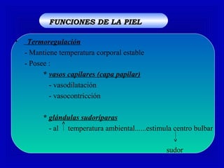 • Termoregulación
- Mantiene temperatura corporal estable
- Posee :
* vasos capilares (capa papilar)
- vasodilatación
- vasocontricción
* glándulas sudoríparas
- al temperatura ambiental......estimula centro bulbar
sudor
FUNCIONES DE LA PIELFUNCIONES DE LA PIEL
 