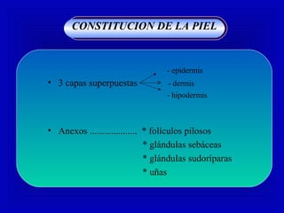 CONSTITUCION DE LA PIEL
- epidermis
• 3 capas superpuestas - dermis
- hipodermis
• Anexos .................... * folículos pilosos
* glándulas sebáceas
* glándulas sudoríparas
* uñas
 