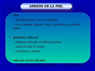 • Pelo
- distribuídos por toda la superficie
- no en palmas, plantas, labios, genitales, cara lateral
dedos
• glándulas sebáceas
- eliminan sebo por el follículo piloso
- están en todo el cuerpo
- no palmas y plantas
• músculo erector del pelo
- se contrae con el frío, miedo, etc.......... erección pelo
ANEXOS DE LA PIELANEXOS DE LA PIEL
 