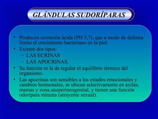 • Producen secreción ácida (PH 5,7), que a modo de defensa
limita el crecimiento bacteriano en la piel.
• Existen dos tipos:
– LAS ECRINAS
– LAS APOCRINAS.
• Su función es la de regular el equilibrio térmico del
organismo.
• Las apocrinas son sensibles a los estados emocionales y
cambios hormonales, se ubican selectivamente en axilas,
mamas y zona anoperineogenital, y tienen una función
odorípara mínima (atrayente sexual).
GLÁNDULAS SUDORÍPARAS
 
