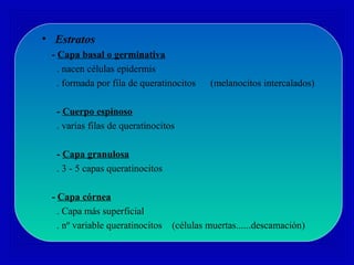 • Estratos
- Capa basal o germinativa
. nacen células epidermis
. formada por fila de queratinocitos (melanocitos intercalados)
- Cuerpo espinoso
. varias filas de queratinocitos
- Capa granulosa
. 3 - 5 capas queratinocitos
- Capa córnea
. Capa más superficial
. nº variable queratinocitos (células muertas......descamación)
 