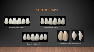 Comprehensive Guide to Anterior Tooth Selection and Arrangement in ...