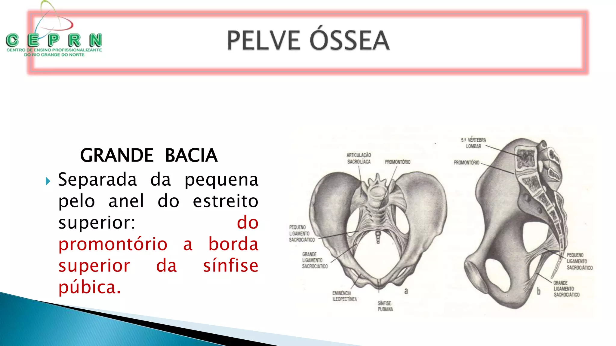 Pelve Aula 5 -_pelve_ossea__estatica_fetal | PPT | Download Gratuito