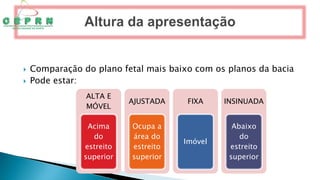  Comparação do plano fetal mais baixo com os planos da bacia
 Pode estar:
ALTA E
MÓVEL
Acima
do
estreito
superior
AJUSTADA
Ocupa a
área do
estreito
superior
FIXA
Imóvel
INSINUADA
Abaixo
do
estreito
superior
 