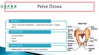 • Trata-se da bacia obstétrica – canal ósseo do parto – trajeto
duro
DEFINIÇÃO:
• 2 ossos ilíacos
• sacro
• cóccix
CONSTITUIÇÃO:
• Sínfise púbica, sacroilíacas, sacro coccígenas.
ARTICULAÇÕES:
 