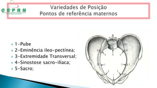  1-Pube
 2-Eminência ileo-pectínea;
 3-Extremidade Transversal;
 4-Sinostose sacro-ilíaca;
 5-Sacro;
 