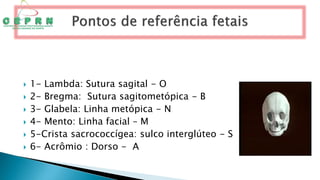  1- Lambda: Sutura sagital - O
 2- Bregma: Sutura sagitometópica - B
 3- Glabela: Linha metópica - N
 4- Mento: Linha facial – M
 5-Crista sacrococcígea: sulco interglúteo - S
 6- Acrômio : Dorso - A
 