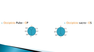  Occipício sacro- OS
 Occipício Pube- OP
P
S
EA
EP
DA
DP
P
S
EA
EP
DA
DP
ET
DT
DT ET
 