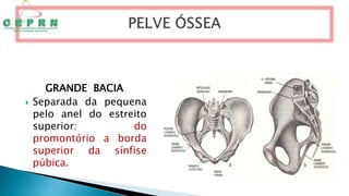 GRANDE BACIA
 Separada da pequena
pelo anel do estreito
superior: do
promontório a borda
superior da sínfise
púbica.
 