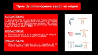 Tipos de Inmunógenos según su origen
AUTOANTÍGENO:
⮚ Esta presente en las células del mismo individuo
contra el cual se desarrollan anticuerpos o clonas
de células T inmunológicamente activas. Se refiere
a una proteína o complejo de proteínas normales
(algunas veces ADN o ARN).
XENOANTIGENO:
⮚ Se llama así a los Inmunógenos que se originan
en una especie diferente a la inmunizada.
HALOANTIGENO:
⮚Son los que provienen de un individuo de la
misma especie, pero diferente genéticamente.
 