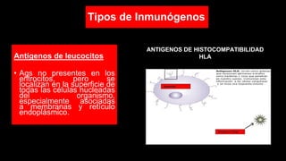 Tipos de Inmunógenos
Antígenos de leucocitos
• Ags no presentes en los
eritrocitos, pero se
localizan en la superficie de
todas las células nucleadas
del organismo,
especialmente asociadas
a membranas y retículo
endoplásmico.
ANTIGENOS DE HISTOCOMPATIBILIDAD
HLA
 