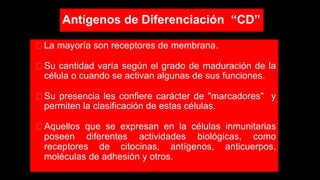 Antígenos de Diferenciación “CD”
⮚ La mayoría son receptores de membrana.
⮚ Su cantidad varía según el grado de maduración de la
célula o cuando se activan algunas de sus funciones.
⮚ Su presencia les confiere carácter de "marcadores" y
permiten la clasificación de estas células.
⮚ Aquellos que se expresan en la células inmunitarias
poseen diferentes actividades biológicas, como
receptores de citocinas, antígenos, anticuerpos,
moléculas de adhesión y otros.
 