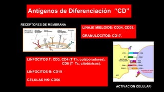LINFOCITOS T: CD3, CD4 (T Th, colaboradores),
CD8 (T Tc, citotóxicos).
LINFOCITOS B: CD19
CELULAS NK: CD56
LINAJE MIELOIDE: CD34, CD38.
GRANULOCITOS: CD17.
ACTIVACION CELULAR
RECEPTORES DE MEMBRANA
Antígenos de Diferenciación “CD”
 