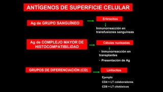 ANTÍGENOS DE SUPERFICIE CELULAR
Ag de GRUPO SANGUÍNEO
Ag de COMPLEJO MAYOR DE
HISTOCOMPATIBILIDAD
GRUPOS DE DIFERENCIACIÓN (CD)
Eritrocitos
Células nucleadas
Linfocitos
Inmunorreacción en
transfusiones sanguíneas
• Inmunorreacción en
transplantes
• Presentación de Ag
Ejemplo
CD4 = LT colaboradores
CD8 = LT citotóxicos
 