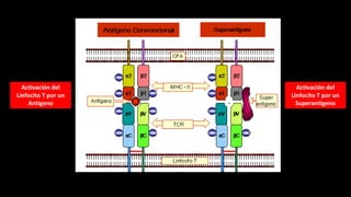 Activación del
Linfocito T por un
Superantigeno
Activación del
Linfocito T por un
Antigeno
 