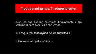 Tipos de antígenos: T independientes
• Son los que pueden estimular directamente a las
células B para producir anticuerpos.
• No requieren de la ayuda de los linfocitos T.
• Generalmente polisacáridos.
 