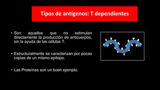 Tipos de antígenos: T dependientes
• Son aquellos que no estimulan
directamente la producción de anticuerpos,
sin la ayuda de las células T.
• Estructuralmente se caracterizan por pocas
copias de un mismo epitopo.
• Las Proteínas son un buen ejemplo.
 