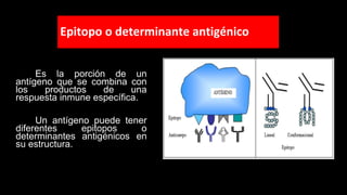 Epitopo o determinante antigénico
Es la porción de un
antígeno que se combina con
los productos de una
respuesta inmune específica.
Un antígeno puede tener
diferentes epitopos o
determinantes antigénicos en
su estructura.
 
