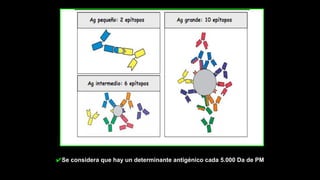 ✔Se considera que hay un determinante antigénico cada 5.000 Da de PM
 