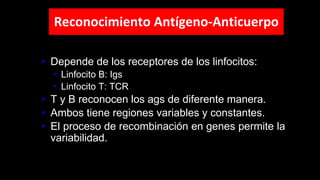 • Depende de los receptores de los linfocitos:
• Linfocito B: Igs
• Linfocito T: TCR
• T y B reconocen los ags de diferente manera.
• Ambos tiene regiones variables y constantes.
• El proceso de recombinación en genes permite la
variabilidad.
Reconocimiento Antígeno-Anticuerpo
 