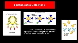 Epitopos para Linfocitos B
Los linfocitos B reconocen
epítopos sobre antígenos nativos
a través de su receptor BCR.
 