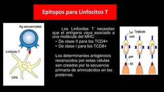 Epitopos para Linfocitos T
Los Linfocitos T necesitan
que el antígeno vaya asociado a
una molécula del MHC:
• De clase II para los TCD4+
• De clase I para los TCD8+
Los determinantes antigénicos
reconocidos por estas células
son creados por la secuencia
primaria de aminoácidos en las
proteínas.
 