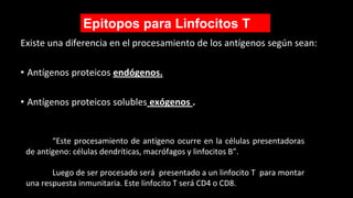 Existe una diferencia en el procesamiento de los antígenos según sean:
• Antígenos proteicos endógenos.
• Antígenos proteicos solubles exógenos .
Epitopos para Linfocitos T
“Este procesamiento de antígeno ocurre en la células presentadoras
de antígeno: células dendríticas, macrófagos y linfocitos B”.
Luego de ser procesado será presentado a un linfocito T para montar
una respuesta inmunitaria. Este linfocito T será CD4 o CD8.
 