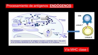 Procesamiento de antígenos ENDÓGENOS:
Vía MHC clase I
CD8
 