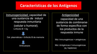 Inmunogenicidad: capacidad de
una sustancia de inducir
respuesta inmunitaria
(celular o humoral).
Linfocito B + Ag
Cel. plasmáticas + linfocito B de memoria
Anticuerpos
Antigenicidad
capacidad de una
sustancia de combinarse
de forma específica con
los productos de la
respuesta inmune
Mol. Inmunogénicas = antigénicas
Mol. Antigénicas ≠ inmunogénicas
(ej. haptenos)
Características de los Antígenos
 