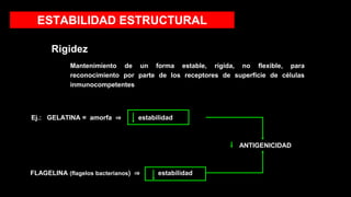 ESTABILIDAD ESTRUCTURAL
Rigidez
Mantenimiento de un forma estable, rígida, no flexible, para
reconocimiento por parte de los receptores de superficie de células
inmunocompetentes
ANTIGENICIDAD
Ej.: GELATINA = amorfa ⇒ estabilidad
FLAGELINA (flagelos bacterianos) ⇒ estabilidad
 