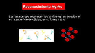 Los anticuerpos reconocen los antígenos en solución o
en la superficie de células, en su forma nativa.
Reconocimiento Ag-Ac
 