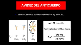 • Esta influenciada por las valencias del Ag y del Ab.
AVIDEZ DEL ANTICUERPO
 