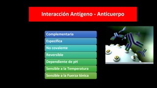 Complementaria
Específica
No covalente
Reversible
Dependiente de pH
Sensible a la Temperatura
Sensible a la Fuerza Iónica
Interacción Antígeno - Anticuerpo
 