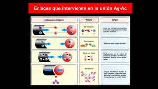 Enlaces que intervienen en la unión Ag-Ac
 