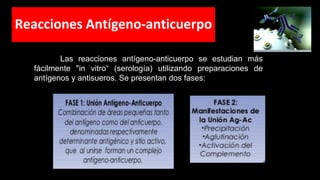 Reacciones Antígeno-anticuerpo
Las reacciones antígeno-anticuerpo se estudian más
fácilmente "in vitro“ (serología) utilizando preparaciones de
antígenos y antisueros. Se presentan dos fases:
 