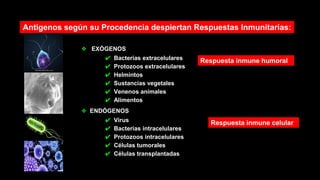 Antigenos según su Procedencia despiertan Respuestas Inmunitarias:
❖ EXÓGENOS
✔ Bacterias extracelulares
✔ Protozoos extracelulares
✔ Helmintos
✔ Sustancias vegetales
✔ Venenos animales
✔ Alimentos
❖ ENDÓGENOS
✔ Virus
✔ Bacterias intracelulares
✔ Protozoos intracelulares
✔ Células tumorales
✔ Células transplantadas
Respuesta inmune humoral
Respuesta inmune celular
 