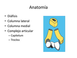 Anatomía
• Diáfisis
• Columna lateral
• Columna medial
• Complejo articular
– Capitelum
– Troclea
 
