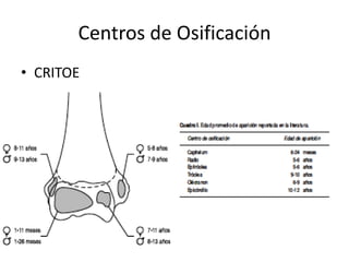 Centros de Osificación
• CRITOE
 