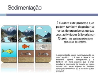 É durante este processo que
podem também depositar-se
restos de organismos ou das
suas actividades (vão originar
fósseis - são contemporâneos da
rocha que os contém).
A sedimentação ocorre maioritariamente em
meio aquático - é que a água é um
excelente agente transportador…); é
também em meio aquático que é mais
provável a ocorrência de fósseis (os restos
mortais não estão sujeitos às instáveis
condições climatéricas ou à acção de outros
animais)!
Sedimentação
 