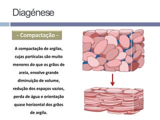 - Compactação -
A compactação de argilas,
cujas partículas são muito
menores do que os grãos de
areia, envolve grande
diminuição de volume,
redução dos espaços vazios,
perda de água e orientação
quase horizontal dos grãos
de argila.
Diagénese
 