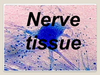 Nerve tissue 