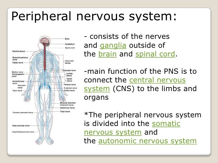 Nerve tissues (mic ana lec)