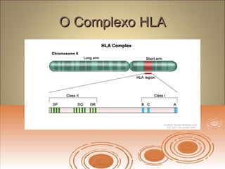 O Complexo HLAO Complexo HLA
 