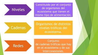 Niveles
Cadenas
Redes
Constituido por el conjunto
de organismos del
ecosistema que tienen el
mismo tipo de alimentación.
Conjunto
de cadenas tróficas que hay
en el ecosistema y de sus
interconexiones.
Organismos de distintos
niveles tróficos del
ecosistema.
 