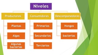 Niveles
Productores
Plantas
Algas
Algunas
bacterias
Consumidores
Primarios
Secundarios
Terciarios
Descomponedores
Hongos
bacterias
 